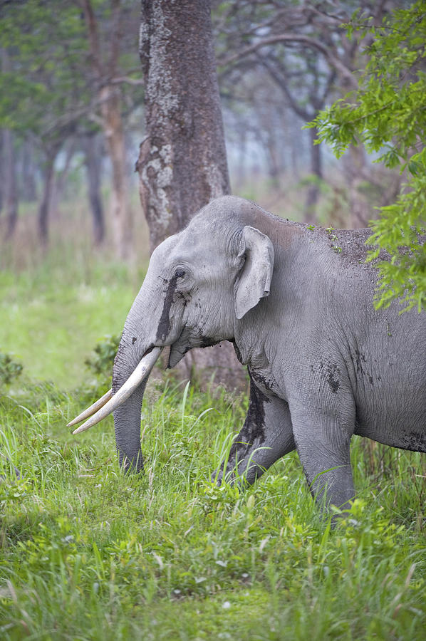 Asian Elephant Elephas Maximus Bull Photograph by Animal Images | Fine ...