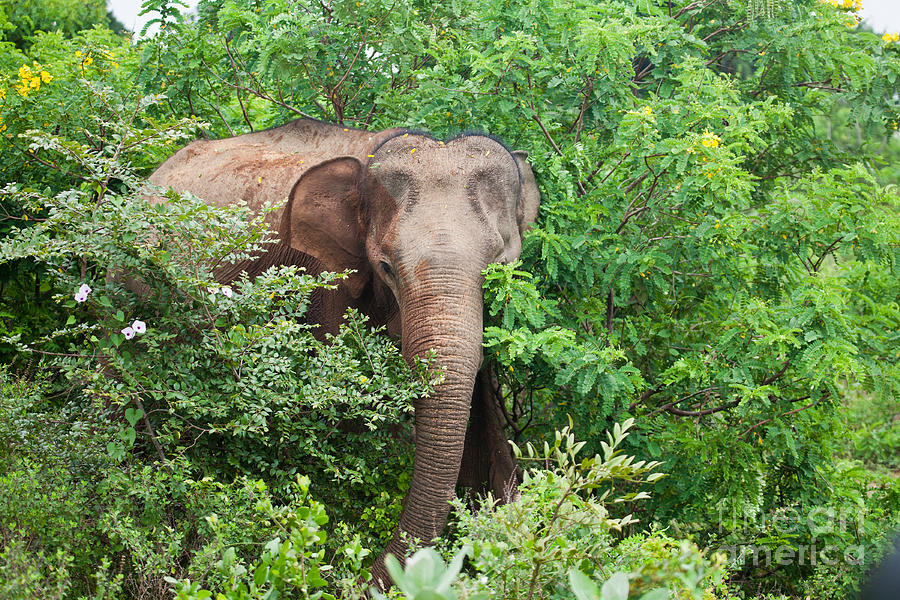 Asian Elephant  Elephas maximus Photograph by Liz Leyden