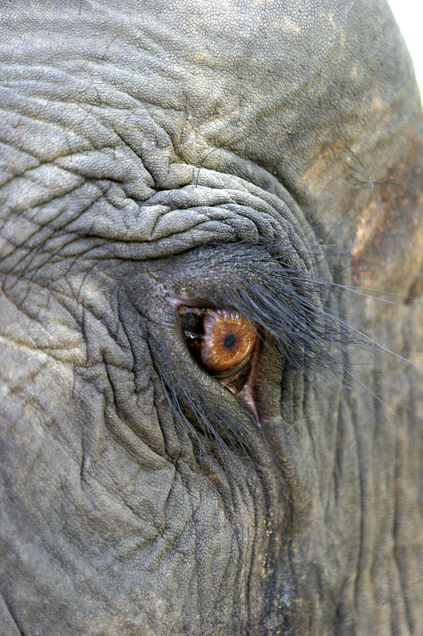 Asian Elephant Eye Photograph by M. Watson