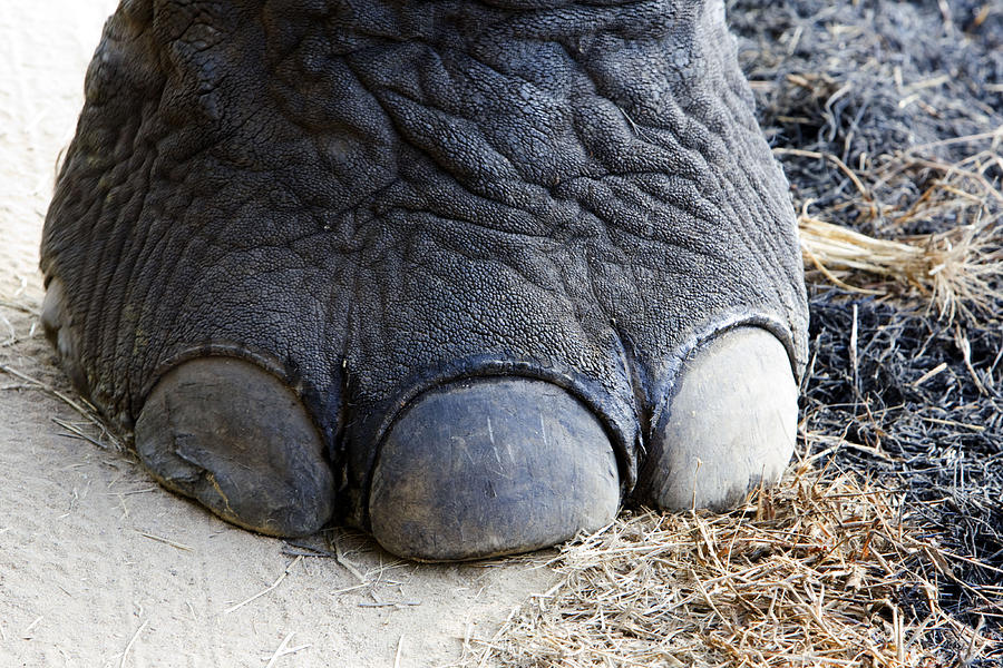 Asian Elephant Foot Photograph by M. Watson