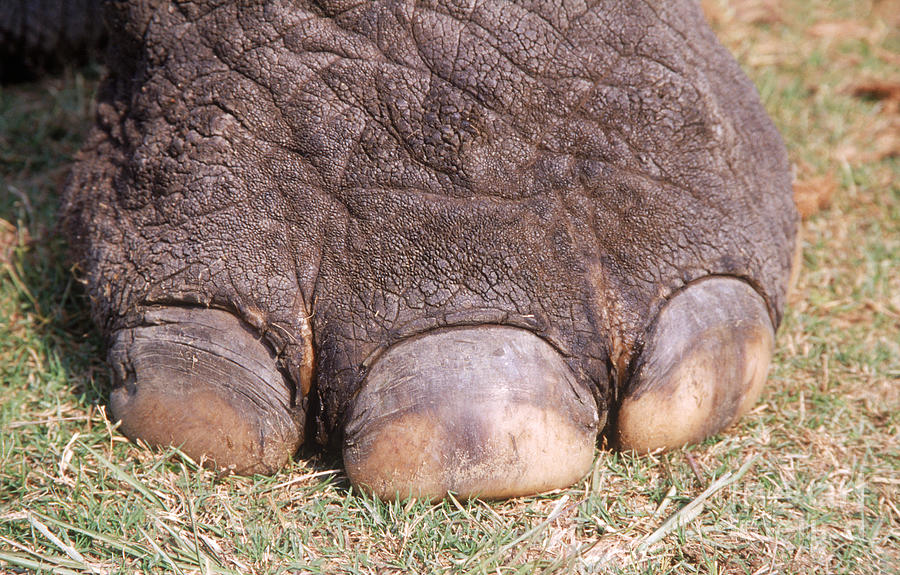 Asian Elephant Foot Photograph by Thomas and Pat Leeson