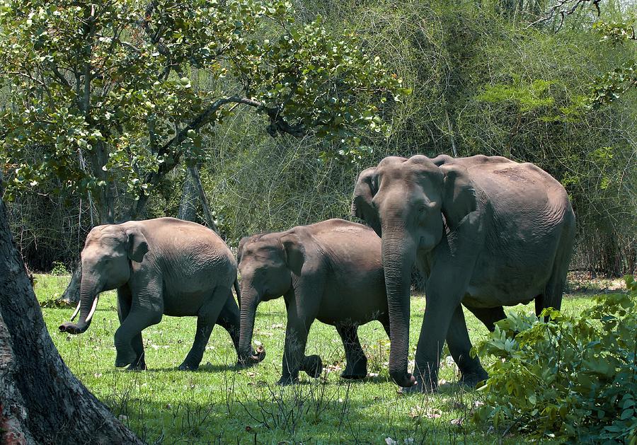 Asian Elephant Group Photograph by K Jayaram