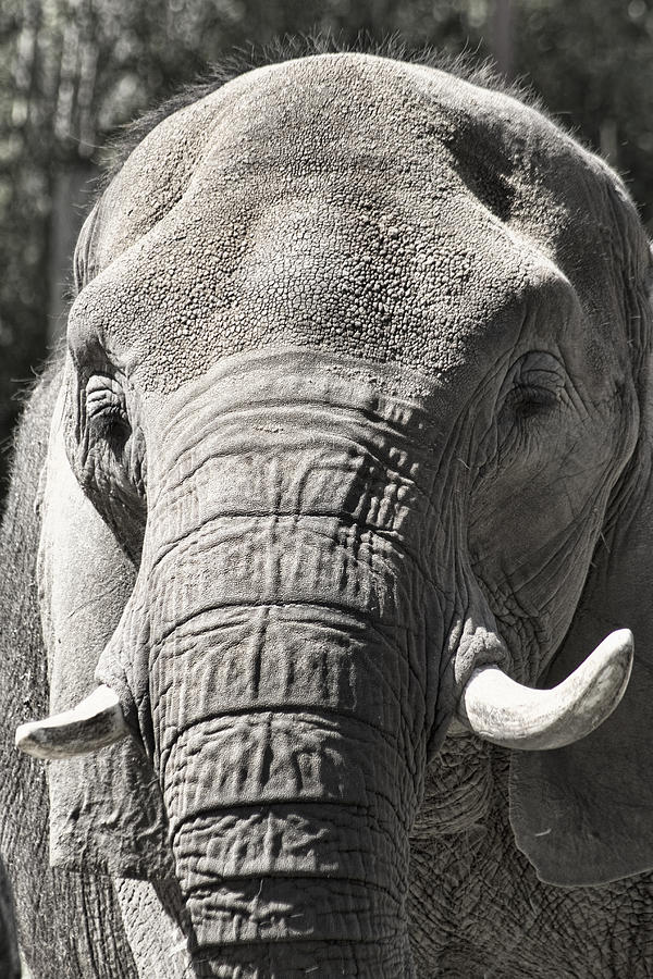 Asian Elephant in Black and White Photograph by Kathy Clark