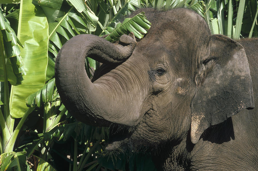 Asian Elephant Profile India Photograph by Gerry Ellis