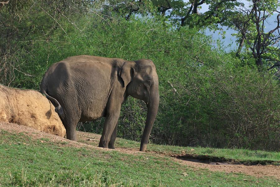 Nature Photograph - Asian Elephant Scratching Itself by K Jayaram