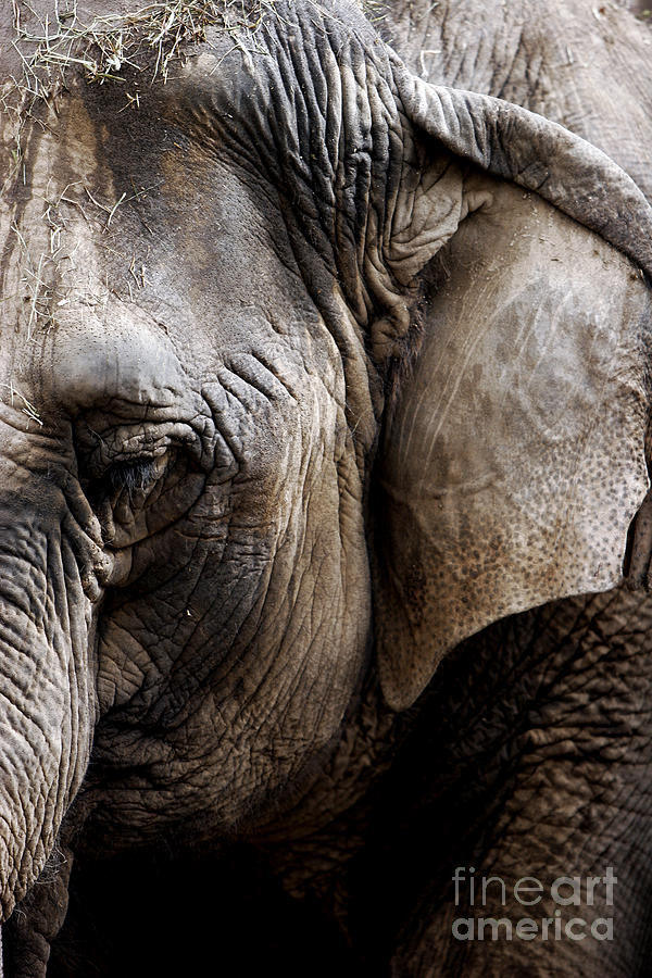 Asian Elephant Study Photograph by Lincoln Rogers