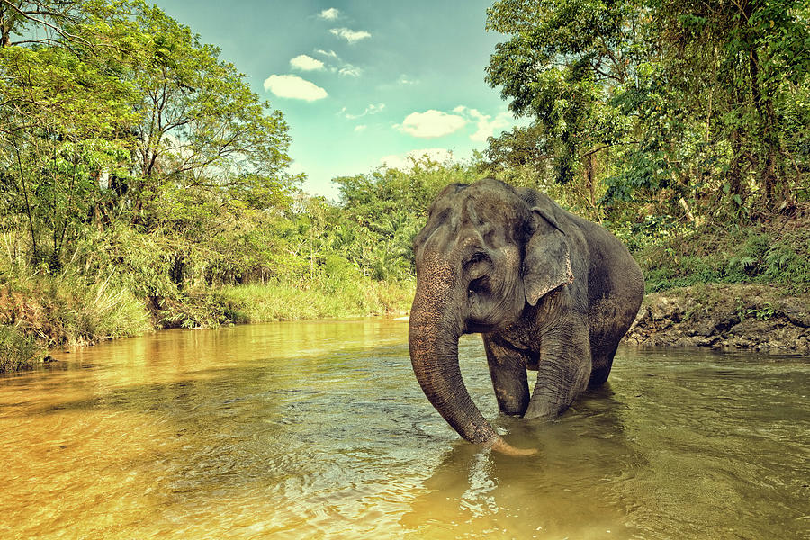 Asian Elephant Photograph by Tunart
