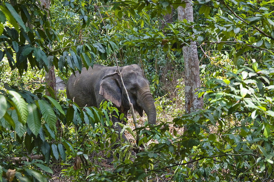 Asian Elephant Working In Rainforest Photograph by Konrad Wothe