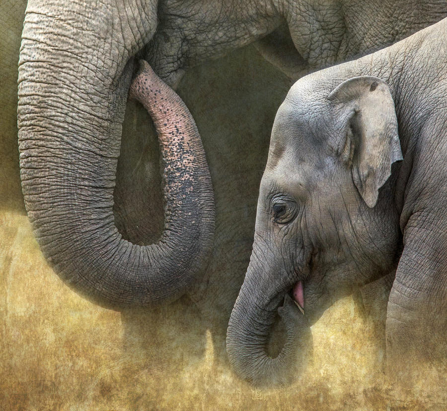 Elephant Photograph - Asian Elephants by Angie Vogel