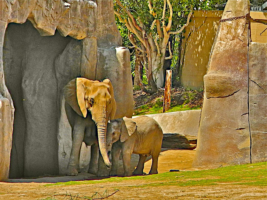 Asian Elephants in San Diego Zoo Safari Park Escondido-California Photograph by Ruth Hager