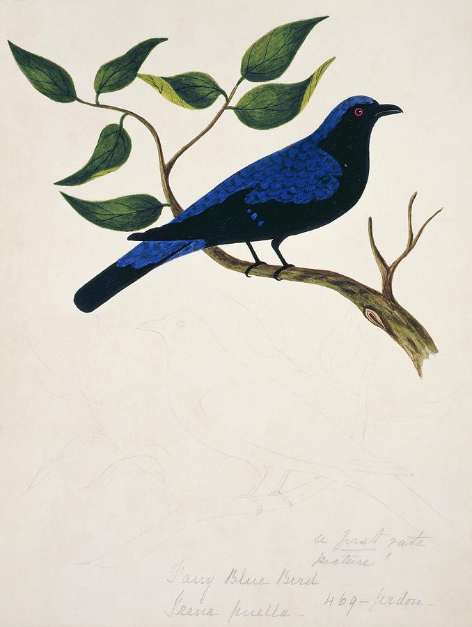 Asian Fairy Bluebird Photograph by Natural History Museum, London/science Photo Library