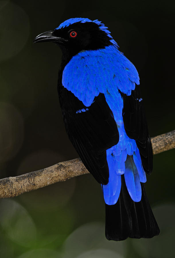 Male Asian Fairy Bluebird Photograph by Winston D Munnings