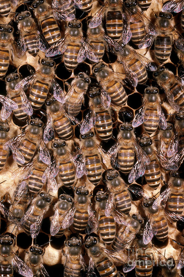 Animal Photograph - Asian Honeybees by Scott Camazine