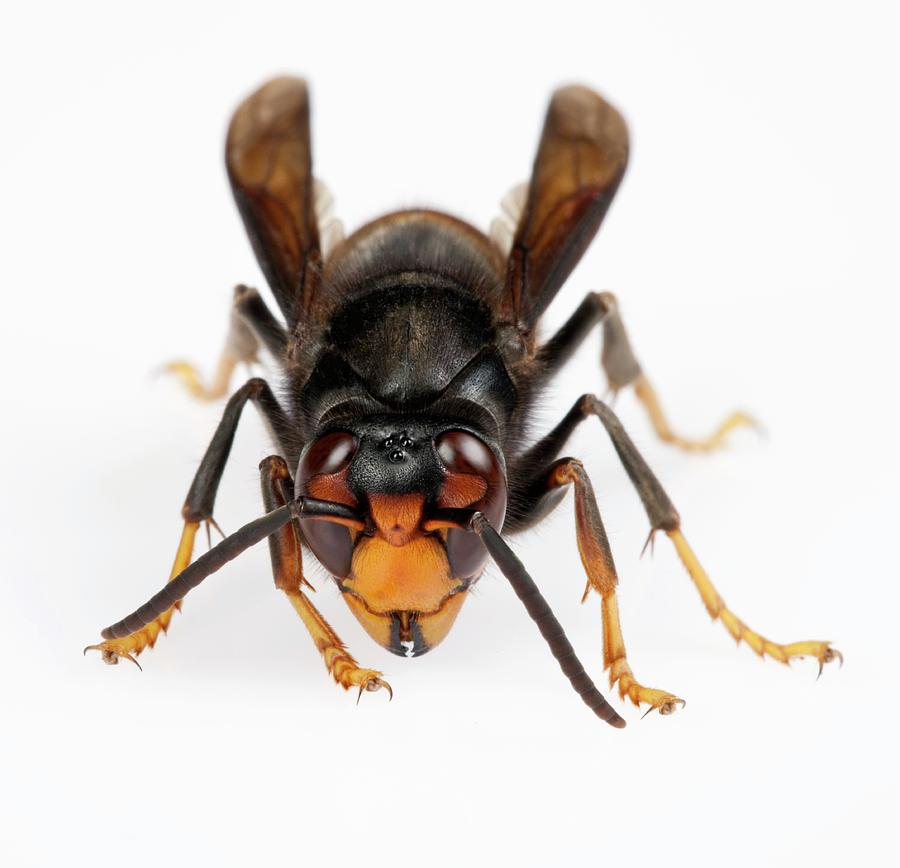 Asian Hornet Photograph by Pascal Goetgheluck/science Photo Library