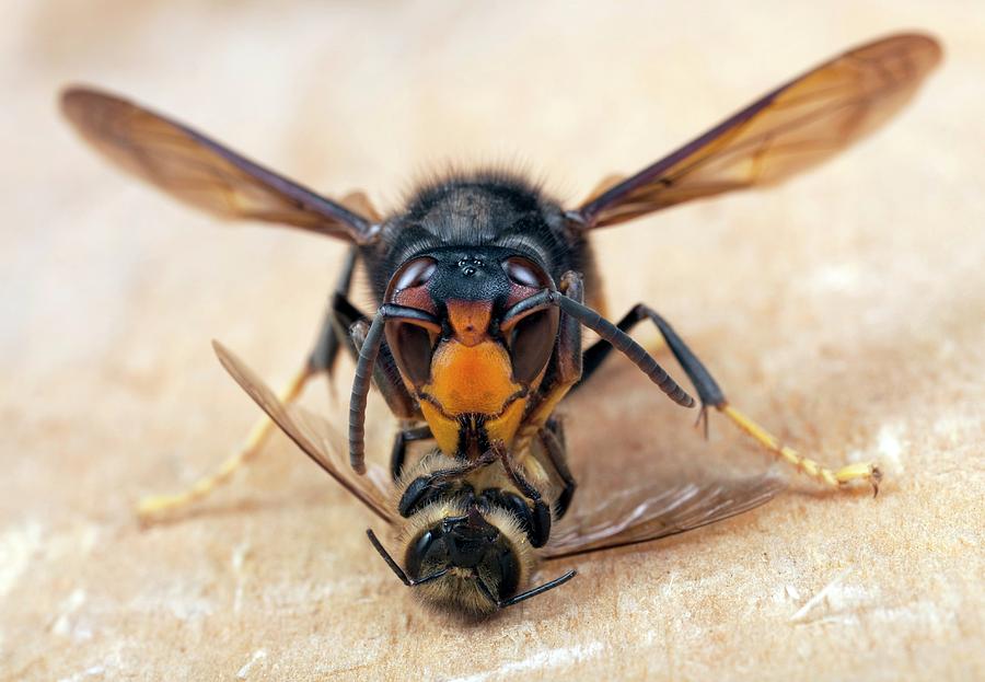 Asian Hornet Preying On A Bee Photograph by Pascal Goetgheluck/science Photo Library