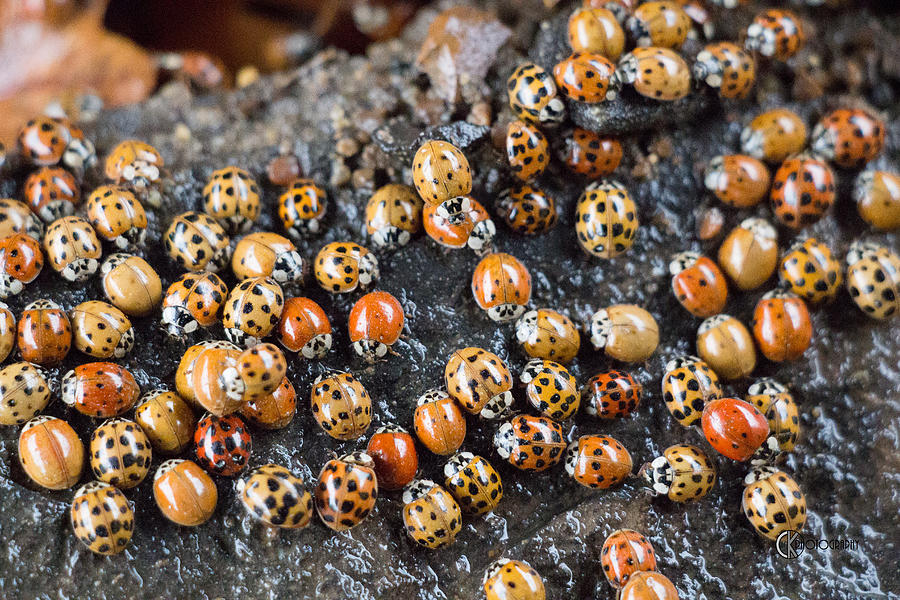 Asian Lady Beetle Bunch Photograph by Clayton Kelley - Pixels