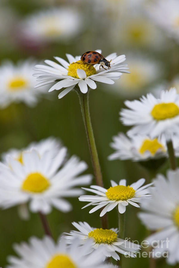 Asian Lady Beetle On A Daisy Photograph by Jean-Louis Klein and Marie-Luce Hubert