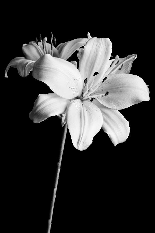 Lily Photograph - Asian Lilies 2 by Sebastian Musial
