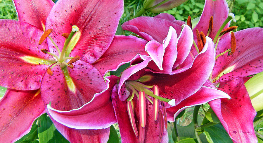Asian Lily Flowers Photograph by Duane McCullough