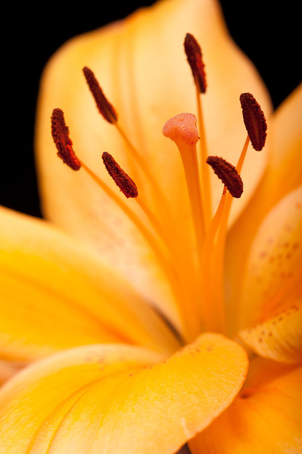 Asian Lily Photograph by Sebastian Musial