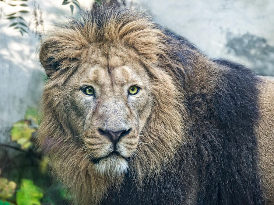 Asian Lion Photograph