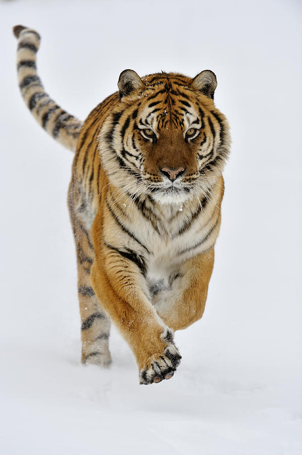 Asian Mammals Photograph by Don Johnston