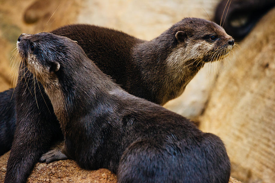 Asian Otters Photograph