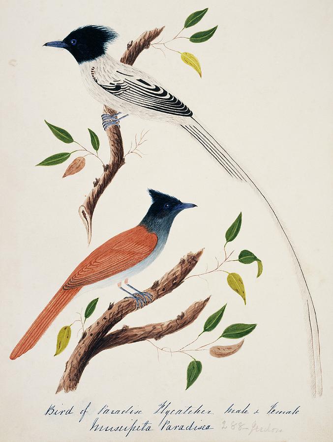 Asian Paradise-flycatcher Male And Female Photograph by Natural History Museum, London/science Photo Library
