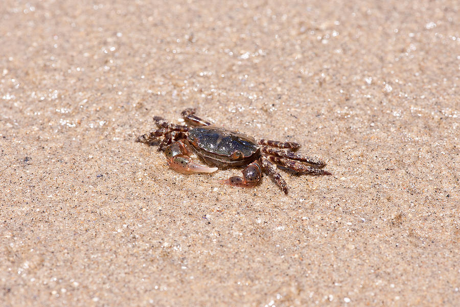 Asian Shore Crab Photograph by Andrew J. Martinez