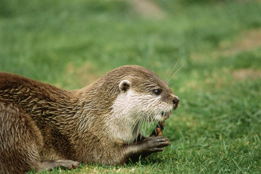 Wildlife Photograph - Asian Short-clawed Otter by Duncan Shaw/science Photo Library