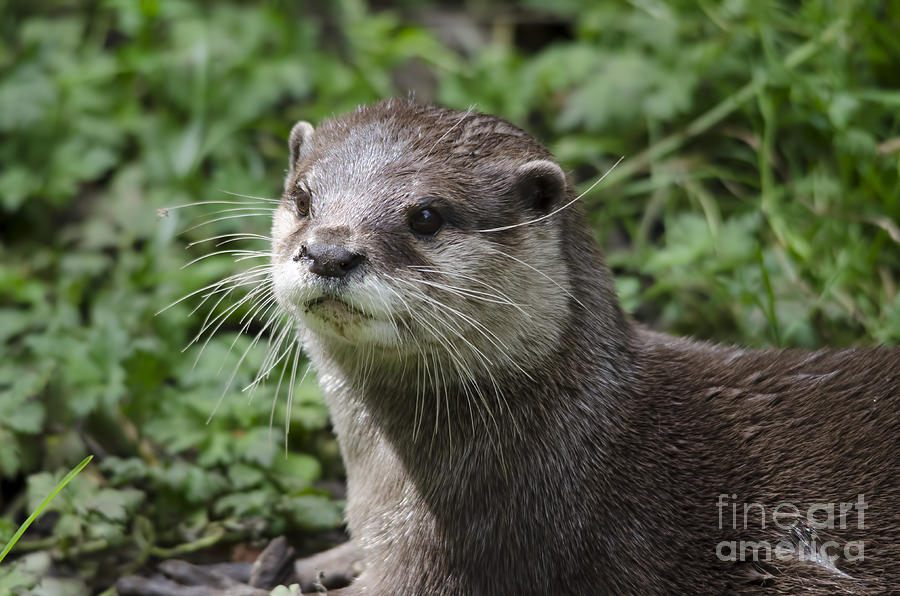 Asian short clawed otter Photograph by Steev Stamford