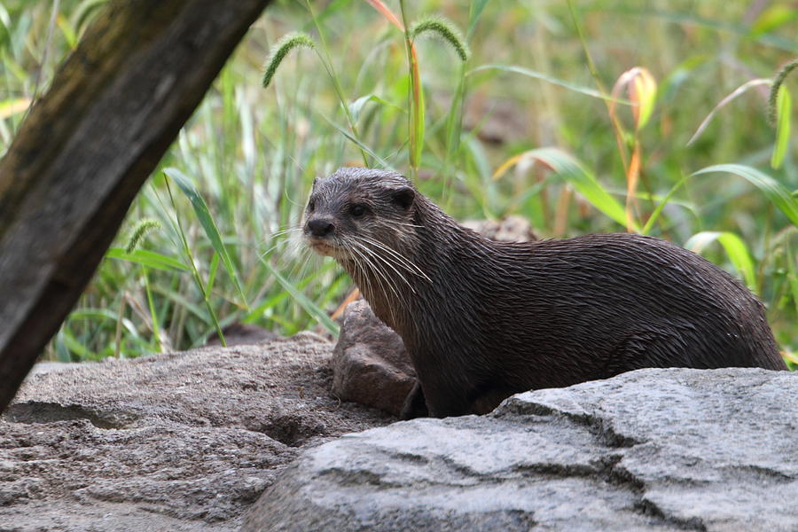 Animal Photograph - Asian Small Clawed Otter - National Zoo - 01137 by DC Photographer