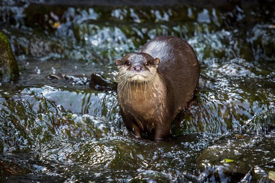 London Photograph - Asian Small-clawed Otter by Paul Williams