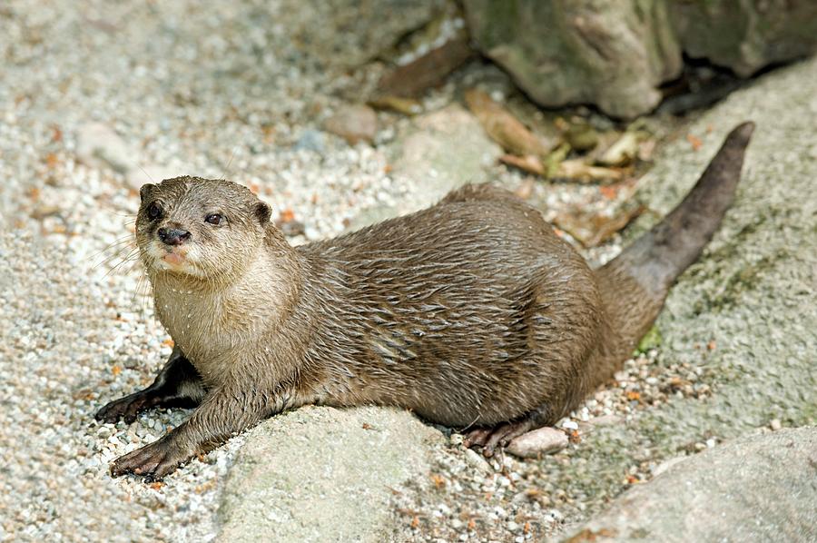 Asian Small Clawed Otter Photograph by Tony Camacho/science Photo Library