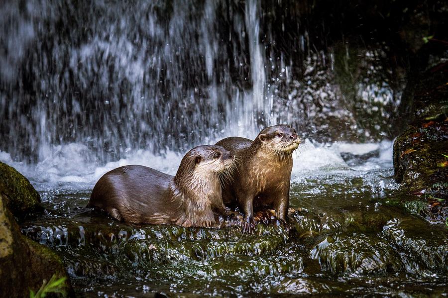 London Photograph - Asian Small-clawed Otters by Paul Williams