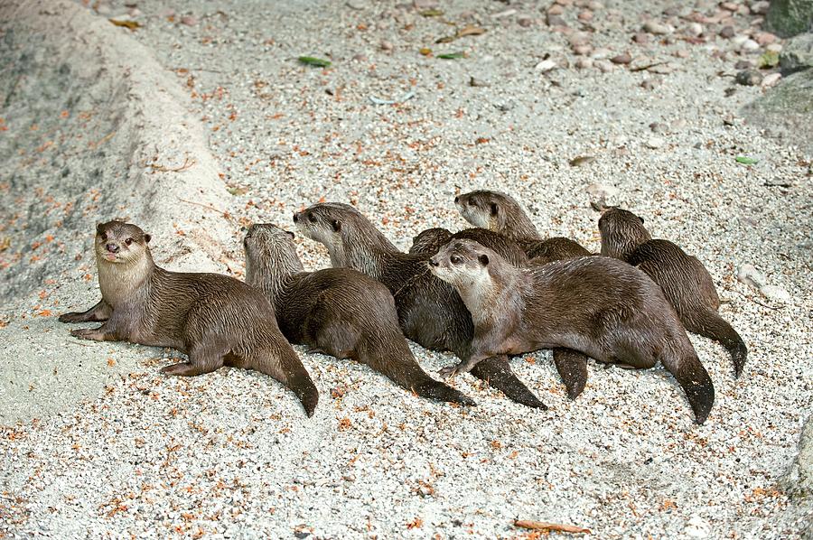 Asian Small Clawed Otters Photograph by Tony Camacho/science Photo Library