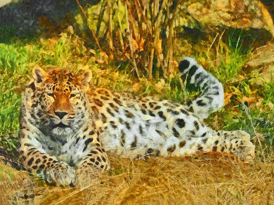 Asian Snow Leopard Digital Art by Digital Photographic Arts
