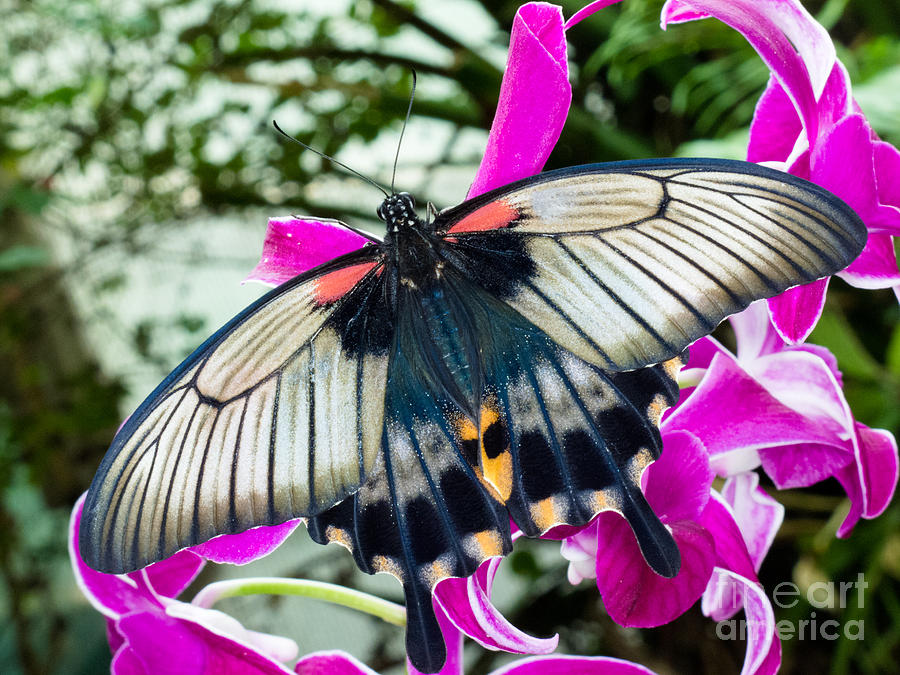Asian Swallowtail Tropic Butterfly Sucking Nectar Photograph