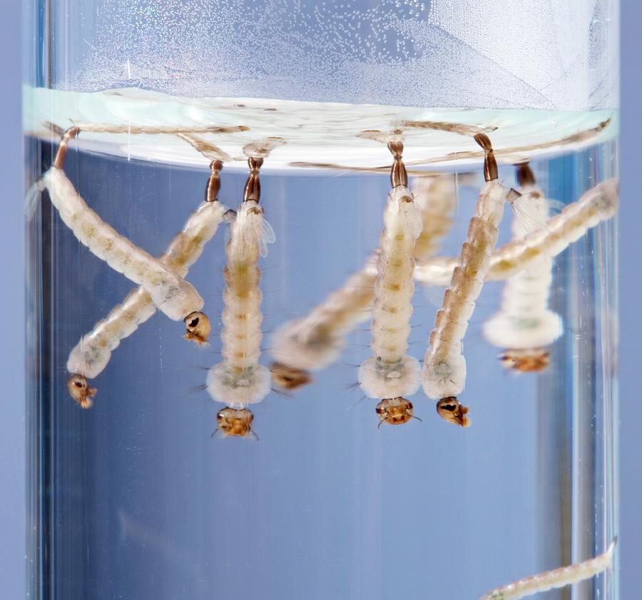 Asian Tiger Mosquito Larvae Photograph by Pascal Goetgheluck/science Photo Library
