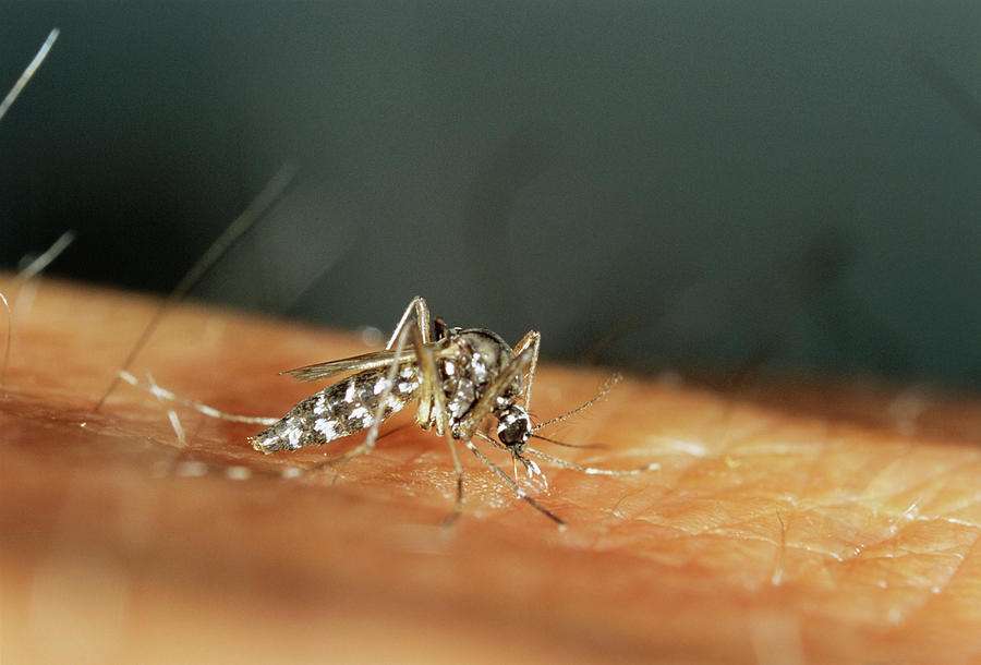 Asian tiger mosquito photographs