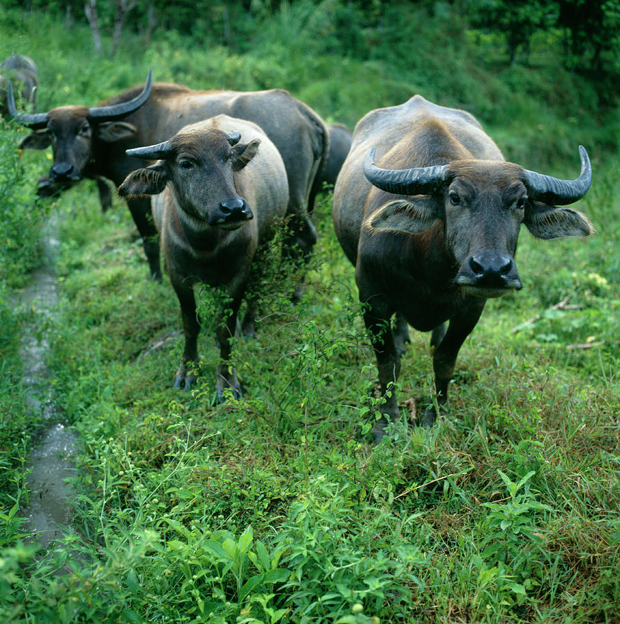 Buffalo Photograph - Asian Water Buffaloes by Mark De Fraeye/science Photo Library