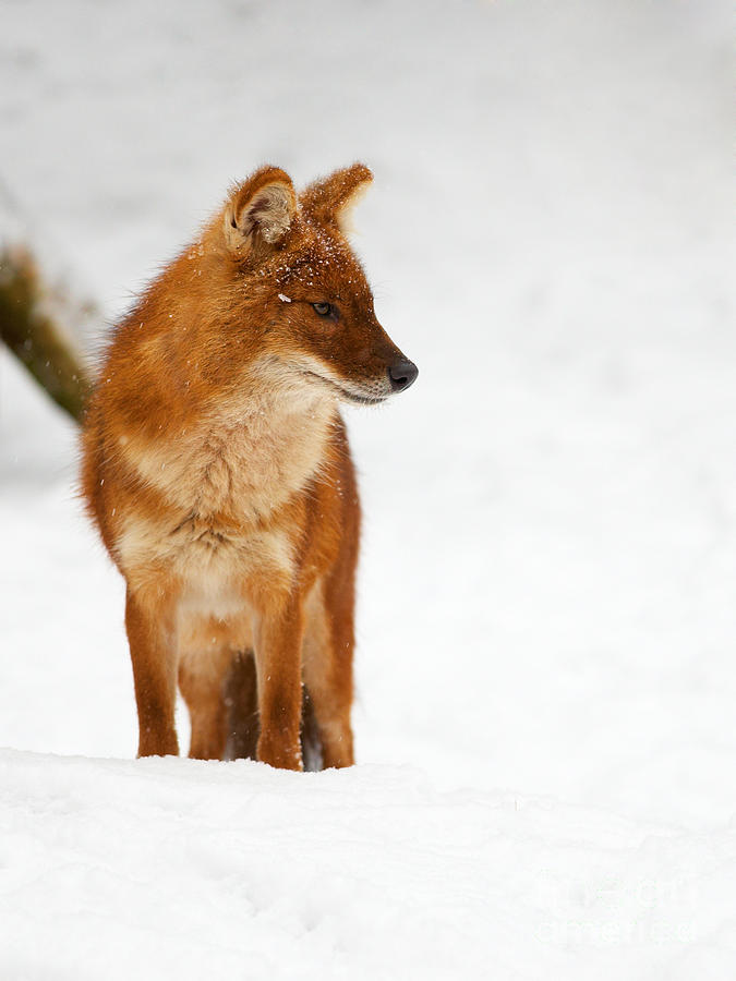 Asian Wild Dog In The Snow Photograph