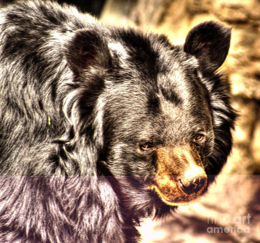 Asiatic Black Bear Photograph by Steven Parker