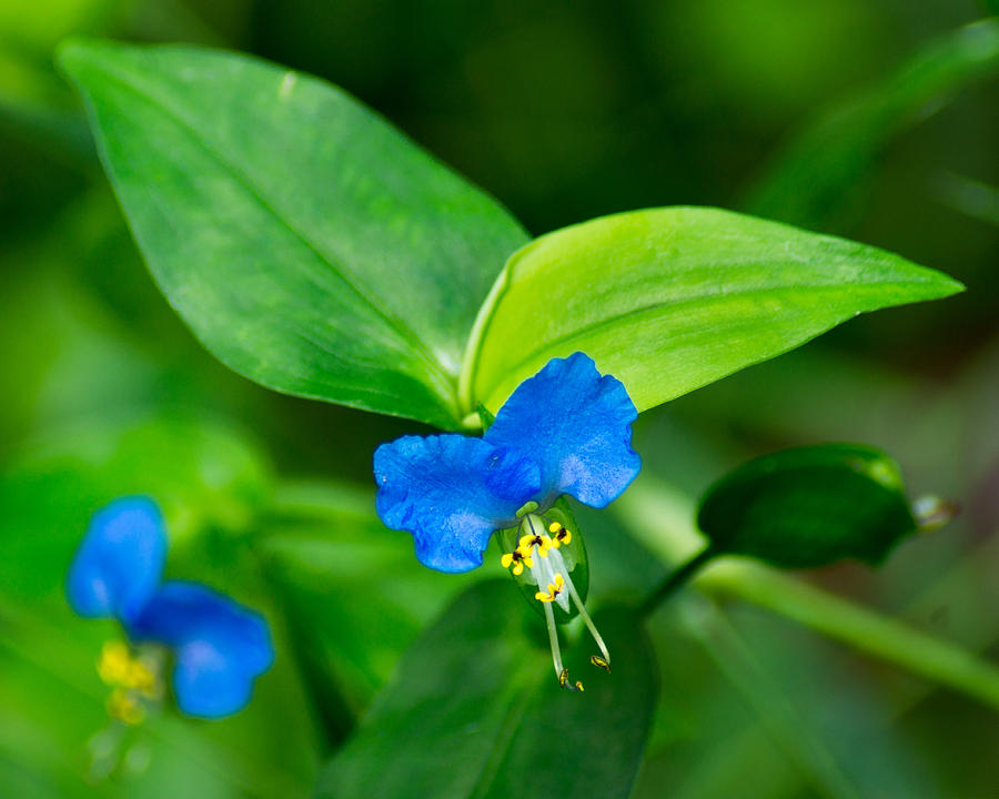 Asiatic Dayflower Photograph by Bill Pevlor