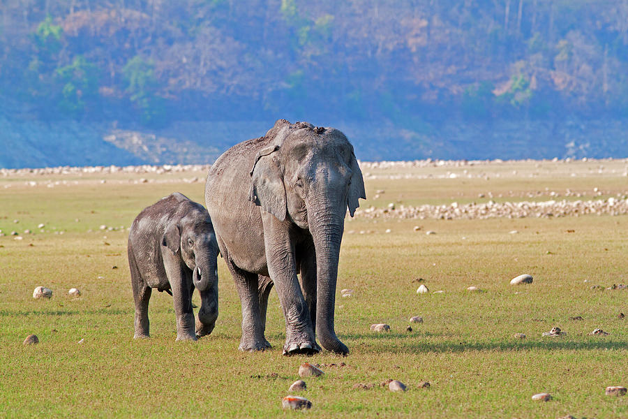 Asiatic Elephant Photograph by Aditya Laghate