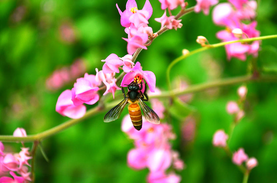 Asiatic honey bee Photograph by Abhishek Anand - Fine Art America