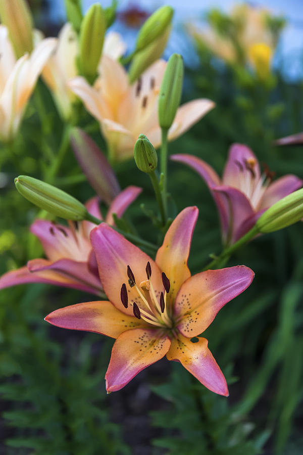 Asiatic Lillies Photograph by Mark Papke