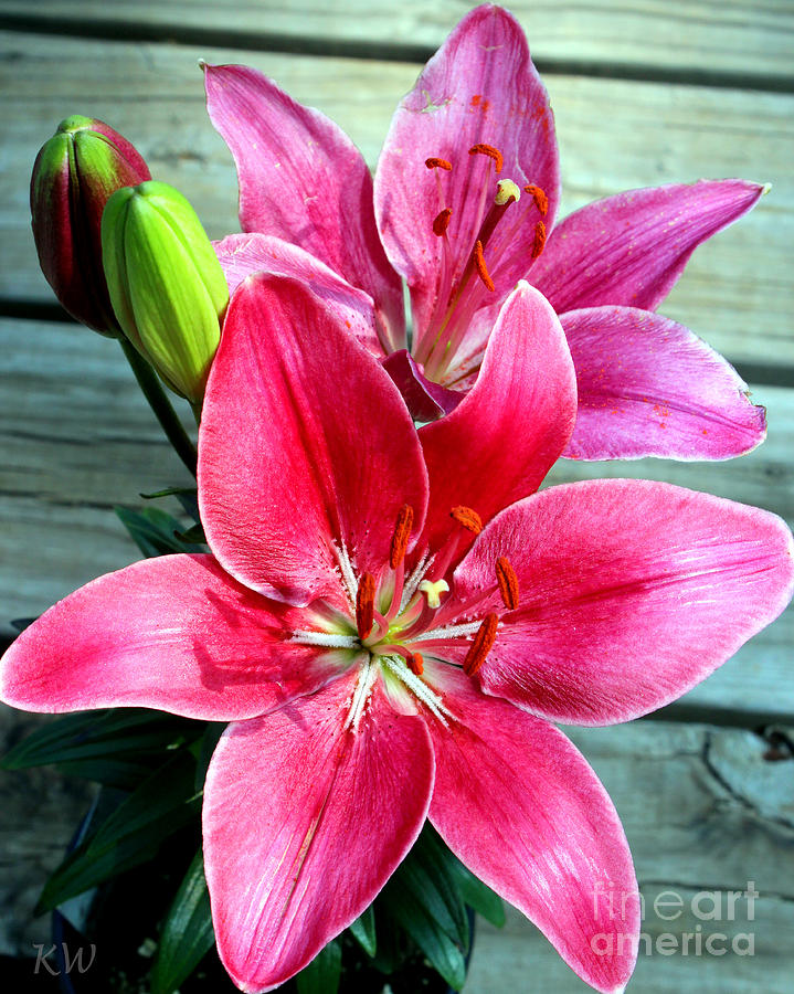 Asiatic Lilly Blooms Photograph by Kathy  White