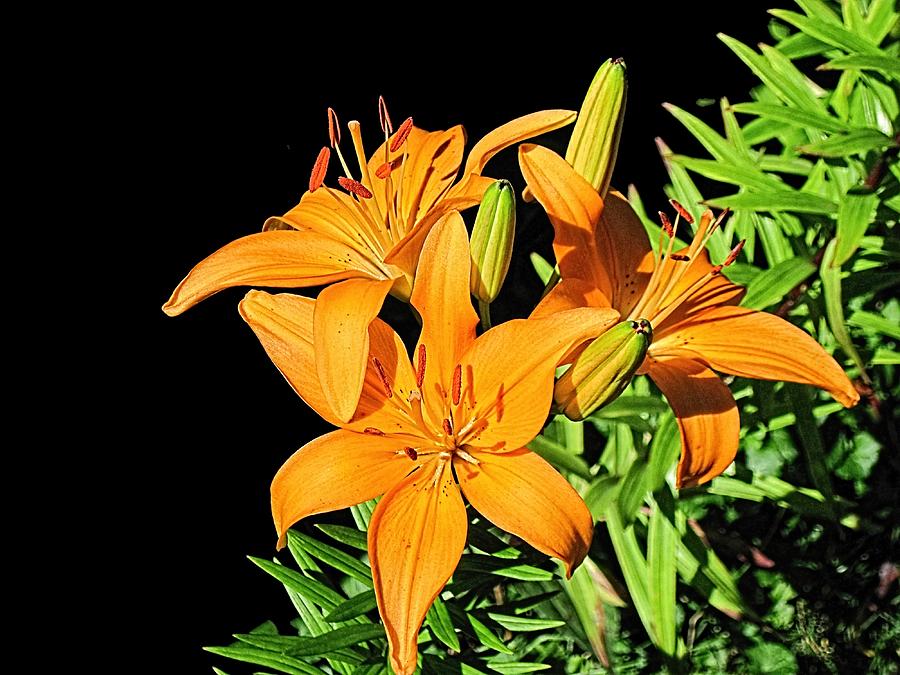 Asiatic Lily 2 Photograph by Doug Morgan