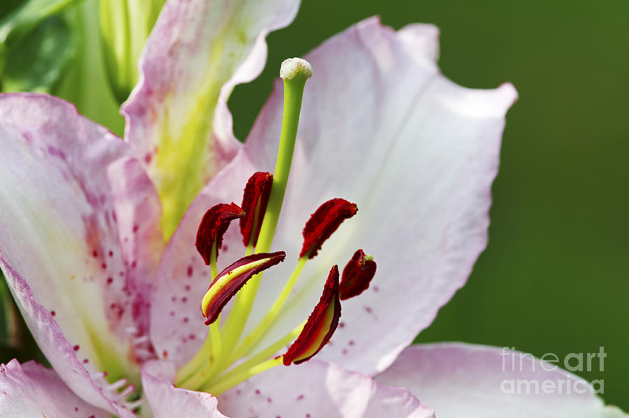 Oriental Lily  Photograph by Sharon Talson